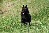 SCHIPPERKE 691